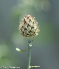 Attēlu rezultāti vaicājumam “Centaurea stoebe bud”