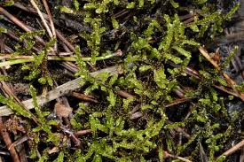 Attēlu rezultāti vaicājumam “Calliergonella lindbergii”