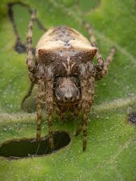 Attēlu rezultāti vaicājumam “Gibbaranea gibbosa”