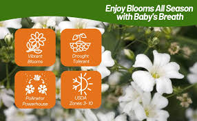 Attēlu rezultāti vaicājumam “Gypsophila fastigiata bud”