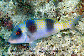 Image result for Parupeneus trifasciatus