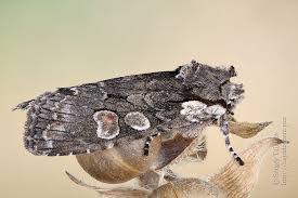 Attēlu rezultāti vaicājumam “Lithophane furcifera”