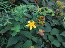 Attēlu rezultāti vaicājumam “Hypericum maculatum”
