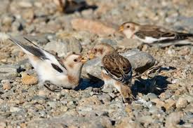 Attēlu rezultāti vaicājumam “Plectrophenax nivalis”