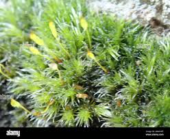 Attēlu rezultāti vaicājumam “Racomitrium heterostichum”