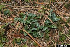 Attēlu rezultāti vaicājumam “Goodyera repens leaf”