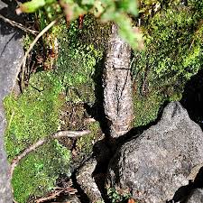 Attēlu rezultāti vaicājumam “Nardia scalaris cells”