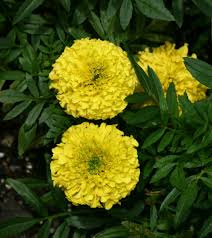 Attēlu rezultāti vaicājumam “Tagetes leaf”