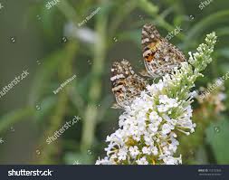Attēlu rezultāti vaicājumam “Vanessa cardui underside”
