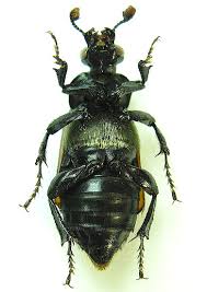 Attēlu rezultāti vaicājumam “Nicrophorus investigator”