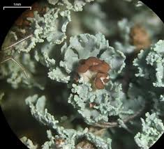 Attēlu rezultāti vaicājumam “Cladonia caespiticia”