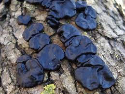 Attēlu rezultāti vaicājumam “Exidia glandulosa”