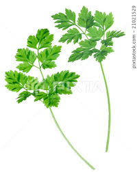 Image result for Anthriscus cerefolium