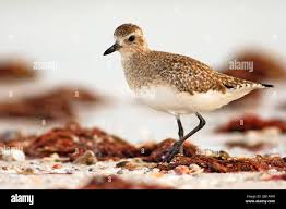 Image result for Calidris pusilla