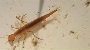 Attēlu rezultāti vaicājumam “Dytiscus sp. larva”