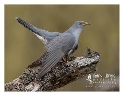 Attēlu rezultāti vaicājumam “Cuculus canorus”