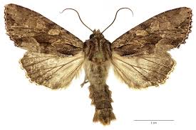 Attēlu rezultāti vaicājumam “Apamea monoglypha”