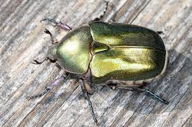 Attēlu rezultāti vaicājumam “Potosia cuprea”