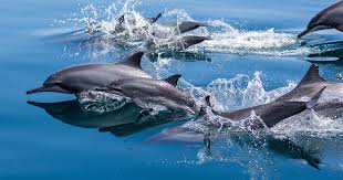 Afbeeldingsresultaat voor dolfijnen
