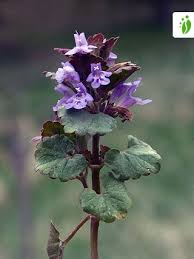 Image result for Glechoma hederacea