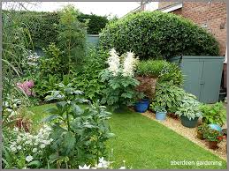 Image result for Aruncus dioicus