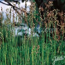 Attēlu rezultāti vaicājumam “Briza media bud”