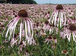 Image result for Echinacea pallida