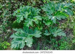 Attēlu rezultāti vaicājumam “Heracleum sosnowskyi leaf”