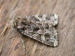 Attēlu rezultāti vaicājumam “Hadena rivularis”