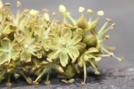 Attēlu rezultāti vaicājumam “Gleditsia triacanthos flower”