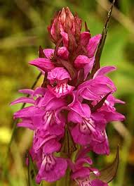 Attēlu rezultāti vaicājumam “Dactylorhiza ochroleuca”