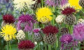 Attēlu rezultāti vaicājumam “Centaurea”