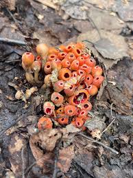 Attēlu rezultāti vaicājumam “Microstoma protracta”