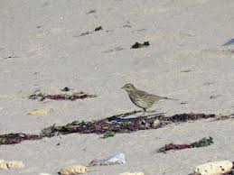 Attēlu rezultāti vaicājumam “Anthus petrosus adult”