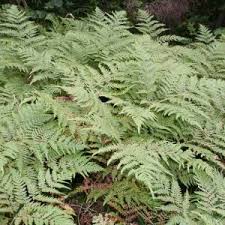 Attēlu rezultāti vaicājumam “Dryopteris expansa”