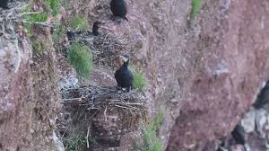 Attēlu rezultāti vaicājumam “Phalacrocorax carbo nest”