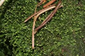 Attēlu rezultāti vaicājumam “Odontoschisma denudatum”