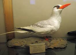 Image result for Phaethon aethereus