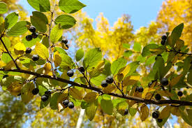 Attēlu rezultāti vaicājumam “Rhamnus cathartica fruit”