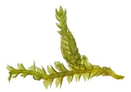 Attēlu rezultāti vaicājumam “Cephalozia catenulata”