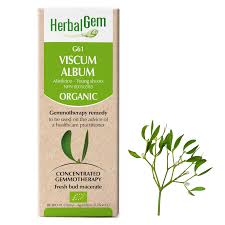 Attēlu rezultāti vaicājumam “Viscum album”