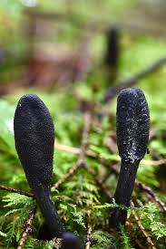 Attēlu rezultāti vaicājumam “Cordyceps ophioglossoides”
