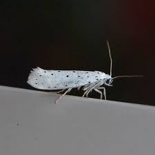 Attēlu rezultāti vaicājumam “Yponomeuta malinellus / cagnagella”