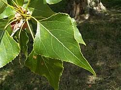 Attēlu rezultāti vaicājumam “Populus nigra”