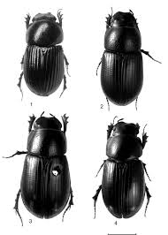 Attēlu rezultāti vaicājumam “Aphodius sp.”