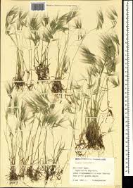 Attēlu rezultāti vaicājumam “Anisantha tectorum”