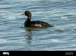 Attēlu rezultāti vaicājumam “Melanitta nigra male”