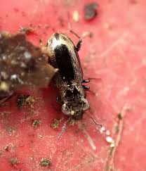 Attēlu rezultāti vaicājumam “Notiophilus germinyi”