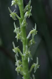 Attēlu rezultāti vaicājumam “Malaxis monophyllos flower”