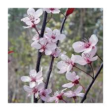 Attēlu rezultāti vaicājumam “Prunus cerasifera flower”